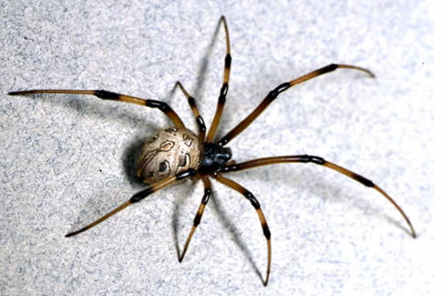Brown Widow spider showing brown coloration and distinctive orange or yellow hourglass marking